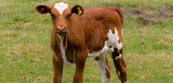 origine-viande_0000