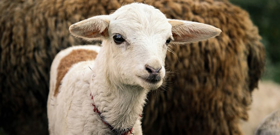 origine-viande_0002